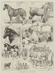 Cart-Horse Show at the Agricultural Hall