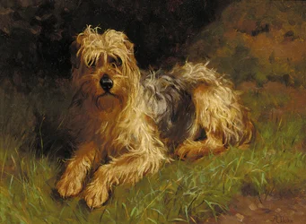 Soft Coated Wheaten Terrier