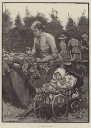 In a Kentish Hop-Garden