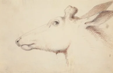 Elk, c.1837