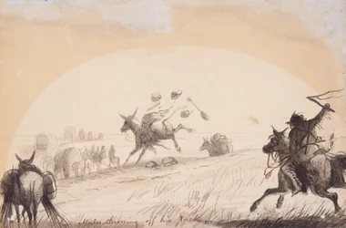 Mule Throwing Off His Pack