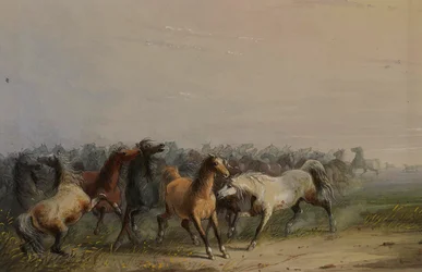 Wild Horses