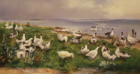 Geese