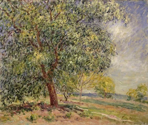 Walnut Tree at Sablons in Spring, 1885