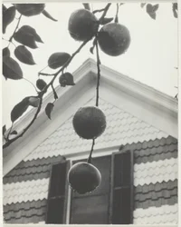 Gable and Apples