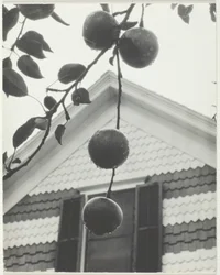 Gable and Apples