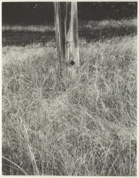 Grass and Flagpole