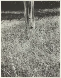 Grass and Flagpole, 1933
