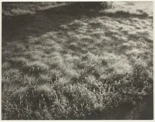 Grass and Frost