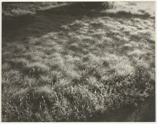 Grass and Frost