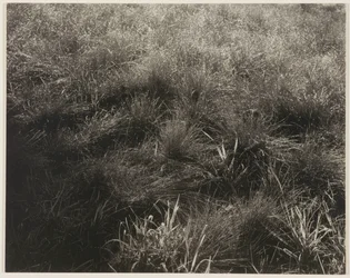 Grasses