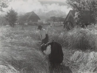 Harvesting, Black Forest
