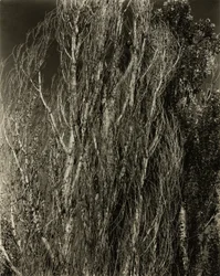 Poplars—Lake George