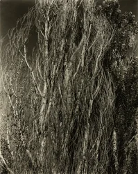 Poplars—Lake George, 1932