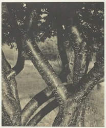 The Dancing Trees, 1922