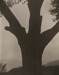 The Dying Chestnut