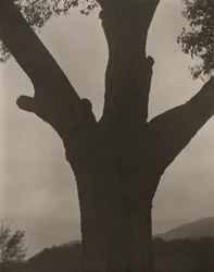 The Dying Chestnut