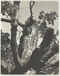 The Old Maple—Lake George