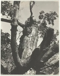 The Old Maple - Lake George, 1926