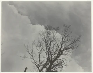Tree Set 3