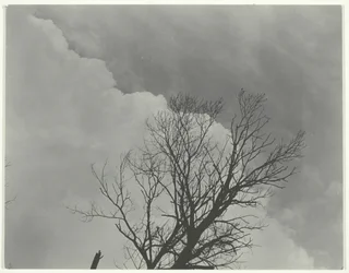 Tree Set 3