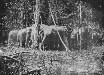 Attempting to Rescue the Bound Cow