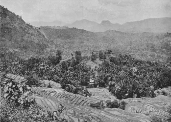 View of Paddy Field from Kadugannawa Pass