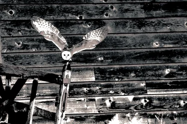 Airborne, from the series Barn Owl, 2018