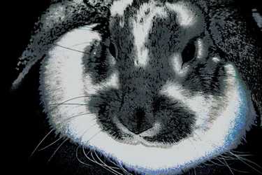 Year of the Rabbit, 2022