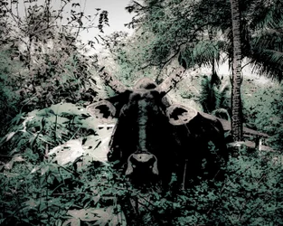 The Lodge Near Periyar, 2020