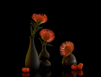 Autumn Protea Still Life