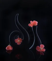 Coral Blooms on Black