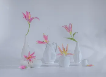 Delicate Pink Lilies