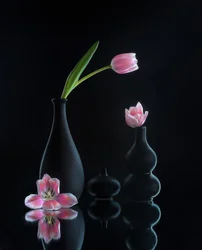Elegant Tulip Reflections