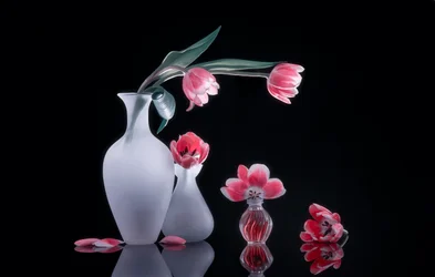 Pink Tulips Still Life