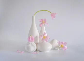 Soft Pink Tulip Still Life