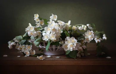 White Jasmine Still Life