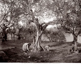 Children Picking Olives Among the Olive Trees, on a Hill in Santa Margherita a Montici, Florence