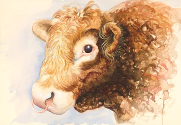 Adam the Bull
