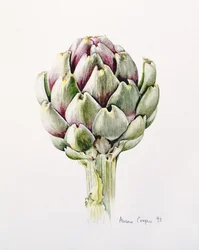Artichoke Study