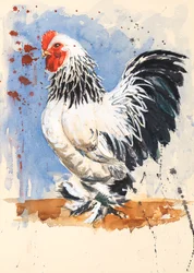 Brahma Bantam Cockerel, 2020
