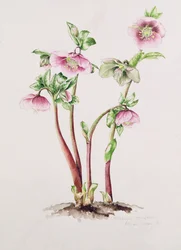 Lenten Rose: Helleborus orientalis