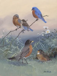 Bluebird, Robin
