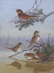 Sparrow by Allan Brooks