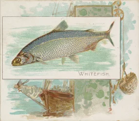 Whitefish, from Fish from American Waters series N39 for Allen & Ginter Cigarettes