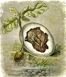 Nature. Egg and seed: First state of organized beings. Natural creation and living beings. Drawing by A. Demarle. 1885