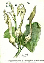 Pollination of Aristolochia flowers by flies: Natural creation and living beings. Drawing by A. Demarle. 1885