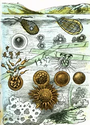 Prehistory-Amibes, Bacteries, Moneres (Growing): Rudimentary Organized Beings
