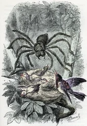 Zoological chart: arachnid, avicular mygalus surprising a bird-fly nest (Zoological plate: arachnid, Avicularia) Engraving from 