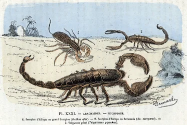 Zoological plate; arachnids, African scorpions, European scorpion, telyphone. Engraving from 